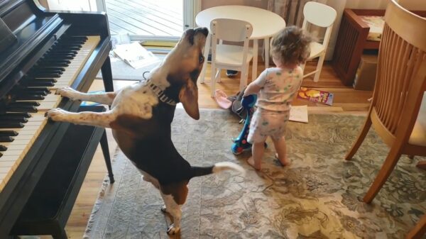 Legendarisch rockduo komt met buitengewoon huiskamerconcert op de proppen