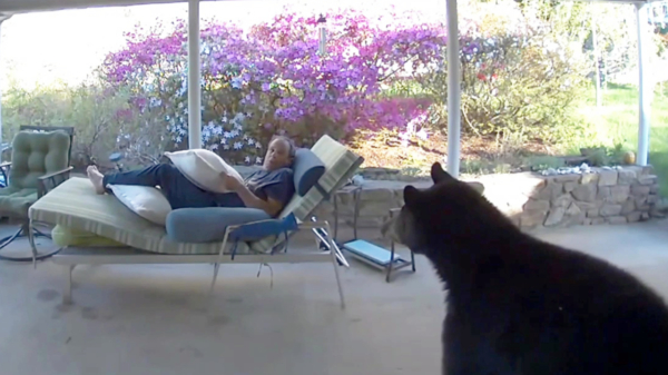 Amerikaan wordt tijdens relaxmomentje opgeschrikt door joekel van een beer