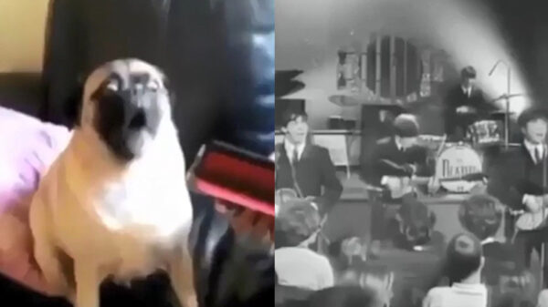 Heerlijke video's met muziek combineren zorgt voor een hilarische mash-up