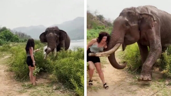 Olifant bedankt voor banaan met een keiharde beuk