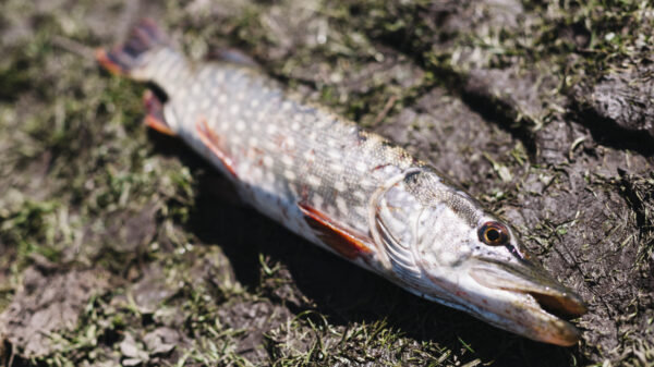 Timelapse: zo bizar snel wordt een dode vis in het water "opgeruimd"
