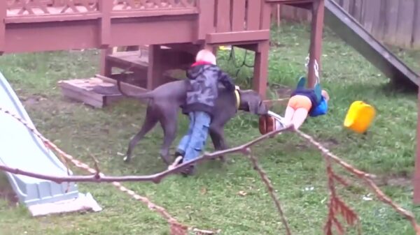 Hoe je een hond het beste af kunt leiden als 'ie je broek uittrekt