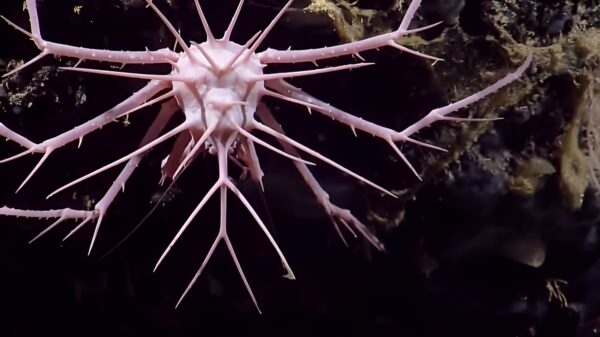 Nieuw soort stekelkrab gevonden in de diepten van de Anegada Passage