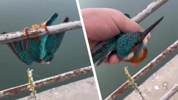 Feelgood: eindbaas redt aan paal vastgevroren ijsvogeltje