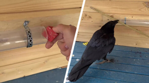 Het bewijs dat kraaien daadwerkelijk problemen kunnen oplossen