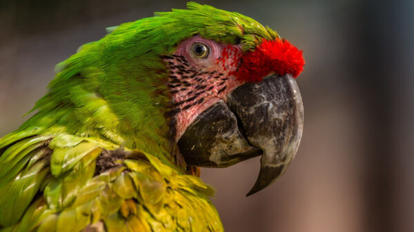 Waarom je nooit moet seksen met een papegaai in de buurt