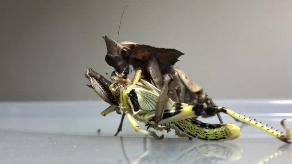 Bizar insect nuttigt een lekkere sprinkhaan als lunch