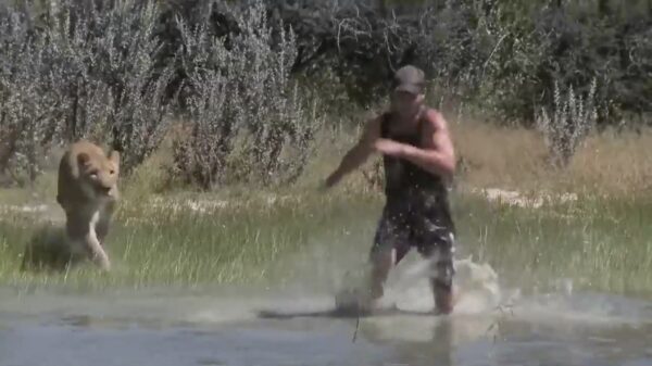 Uit de kluiten gewassen kat speelt "tikkertje" met een mens