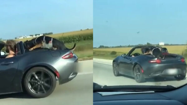 Randdebiel knoopt zijn hond achterop zijn cabrio voor een ritje