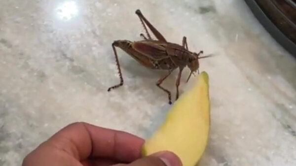 Zie je wel, alles is een huisdier