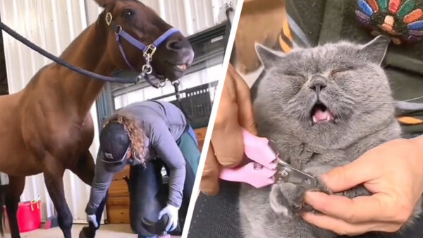 Wat wij allemaal zouden horen als dieren konden praten