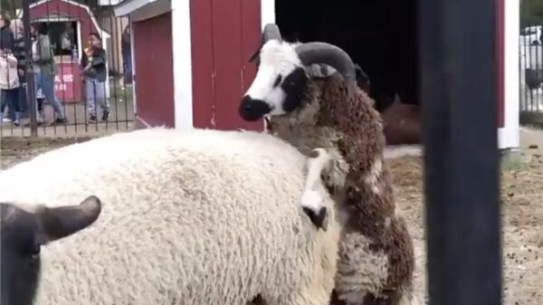 Ook het dierenrijk heeft last van zogenaamde c#ckblockers