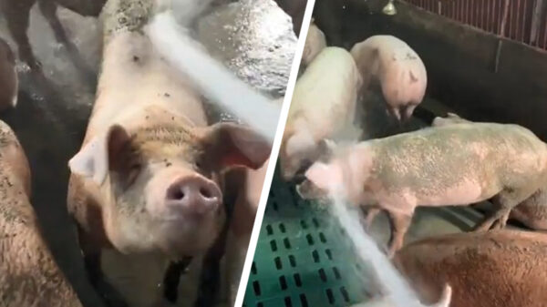 Wij zullen dit varkentje wel eens even wassen