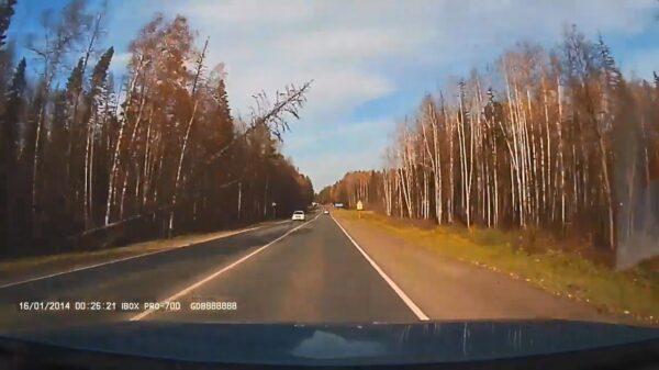 Sneaky boom maakt horrortackle als hij een automobilist ziet naderen