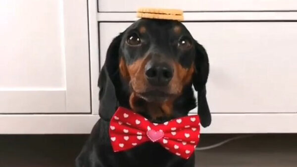 Superhandig, zo'n balanshond