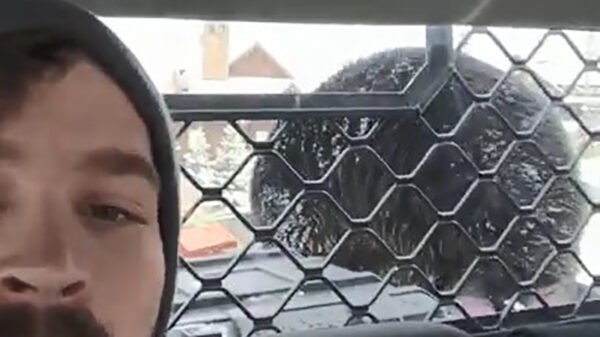 Kerel houdt zich schuil als een zwarte beer op zijn vrachtwagen klimt