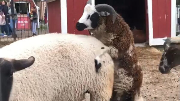 Hey, blijf van mijn wijf af!