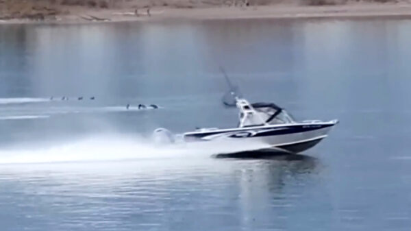 Beloning van $ 20,000 om visser te vinden die groepje zeeleeuwen aanviel