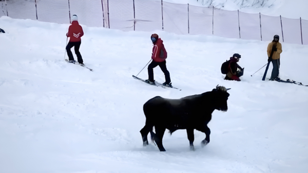 Verdwaalde stier is in Sotsji hard op zoek naar de dichtstbijzijnde après-ski