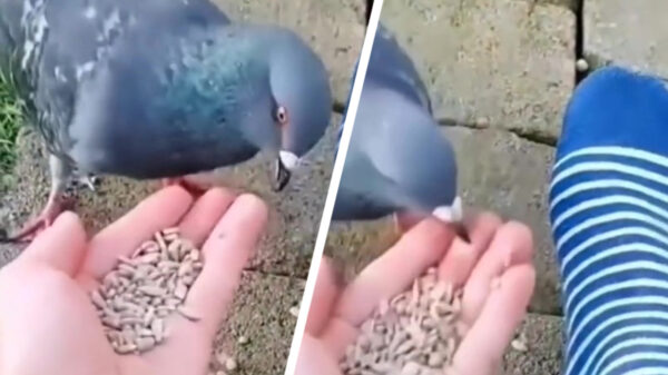 Duiventip: bijt nooit de hand die je voedt