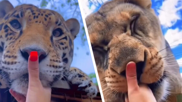 Safari Sammie geeft al haar poesjes nog steeds een 'BOOP'