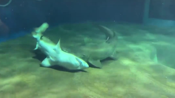 Haai redt zijn buddy van de dood door hem om te draaien