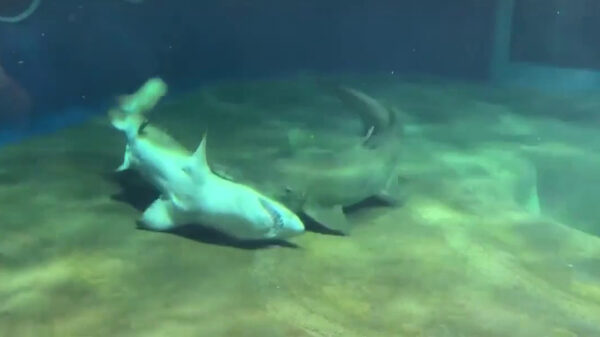 Haai redt zijn buddy van de dood door hem om te draaien