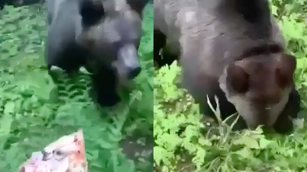 Lifehack: dit is waarom je altijd een slice pizza meeneemt naar het bos