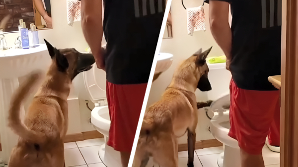 Blindengeleidehond helpt zijn blinde baas naar het toilet
