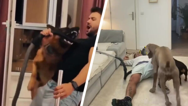 Niet alle viervoeters zijn geschikt om reddingshond te worden