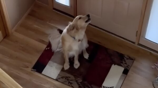 Als je hond denkt dat 'ie alleen thuis is