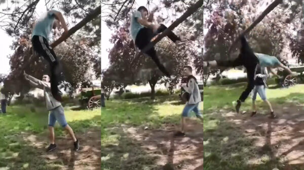 Kneusje die boom probeert te slopen wordt aardig voor lul gezet