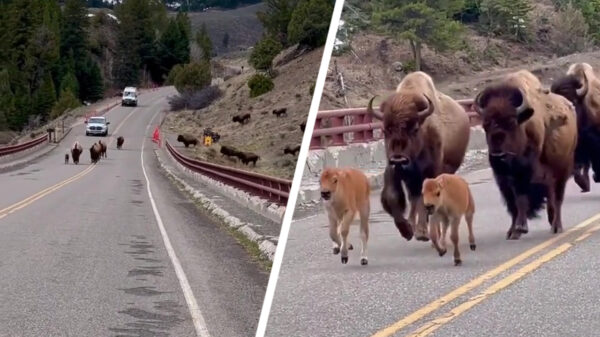 Ooit al eens op de rem gemoeten voor een familie bizons?