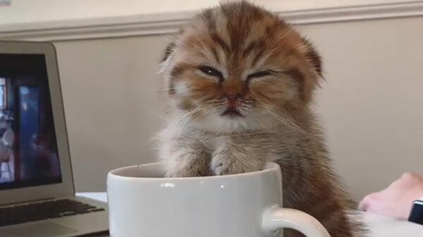 Goedemorgen. Iemand zin in koffie?