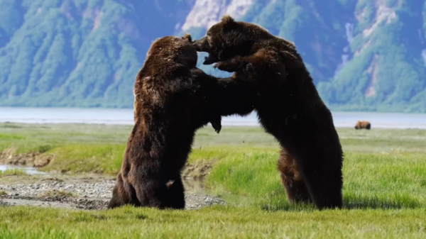 Documaker Brad Josephs legt intens gevecht tussen twee grizzlyberen vast