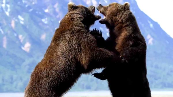 Documaker Brad Josephs legt intens gevecht tussen twee grizzlyberen vast