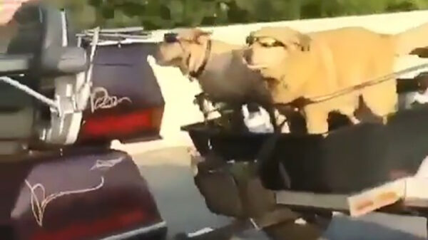 Hondenliefhebster krijgt een natte slip