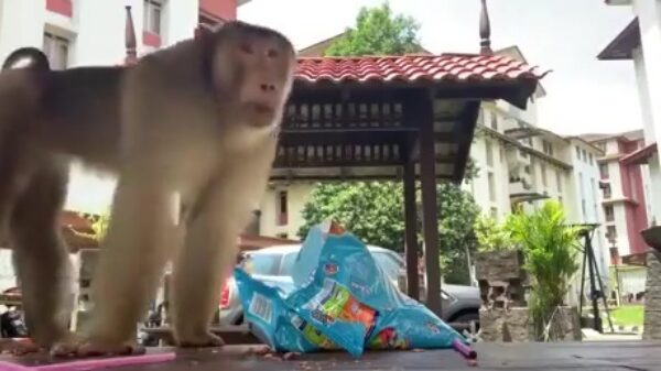 Aap met enorme cojoñes heeft een hekel aan vlogtrutjes