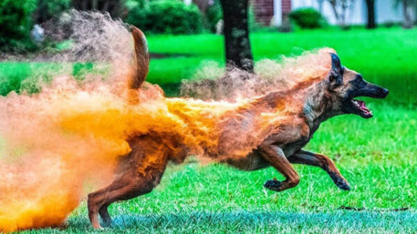 50 indrukwekkende kiekjes waar geen Photoshop aan te pas is gekomen