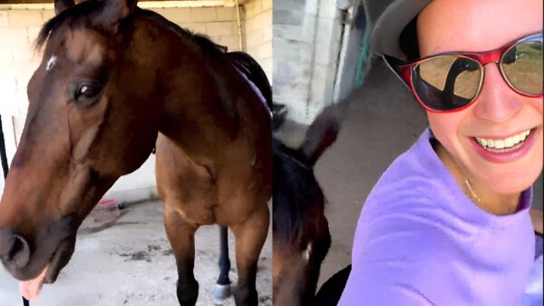 Jeukerig paardenmeisje krijgt onverwachts hulp bij het krabben