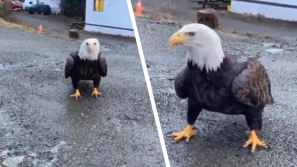 Even een lekker eitje eten met mijn vriend de zeearend