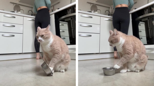 Geef voer. Geef voer. Geef voer. Geef voer.