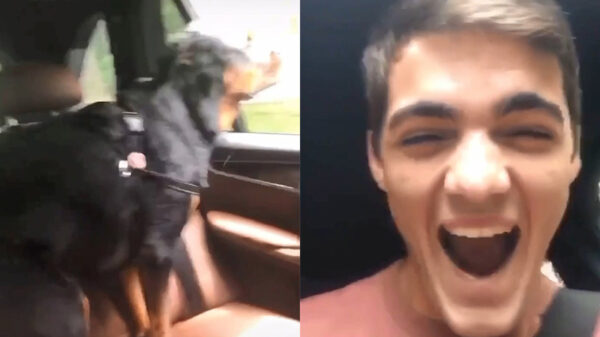 Deze hond heeft overduidelijk geen zin om naar de dierenarts te gaan