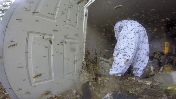 Een levensgroot nest met 'hoornaars' verwijderen is een klusje voor de echte liefhebber