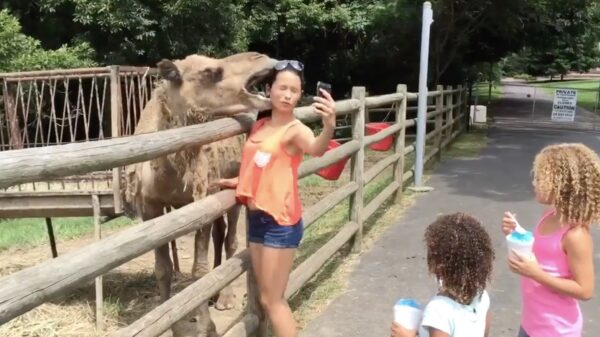 Alle fails van week 41 op een rij