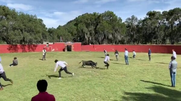 Stiertje blijkt behoorlijk bedreven in human bowling