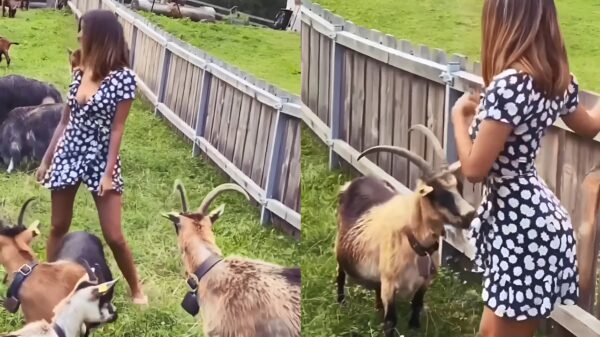 Schat, zullen we vandaag weer naar de geitjes gaan kijken?