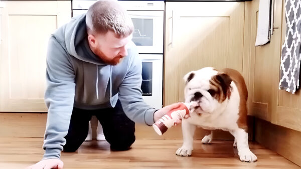 Waarom ook niet: een wedstrijdje slagroom eten met je bulldog