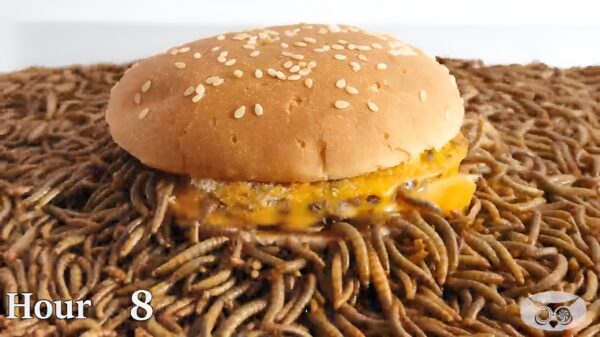 Miljoenmiljard meelwormen vreten ALLES op, waaronder 's werelds heetste peper