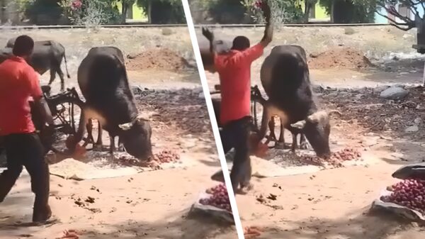 Fruitverkoper wordt door een agressieve stier de lucht in geslingerd